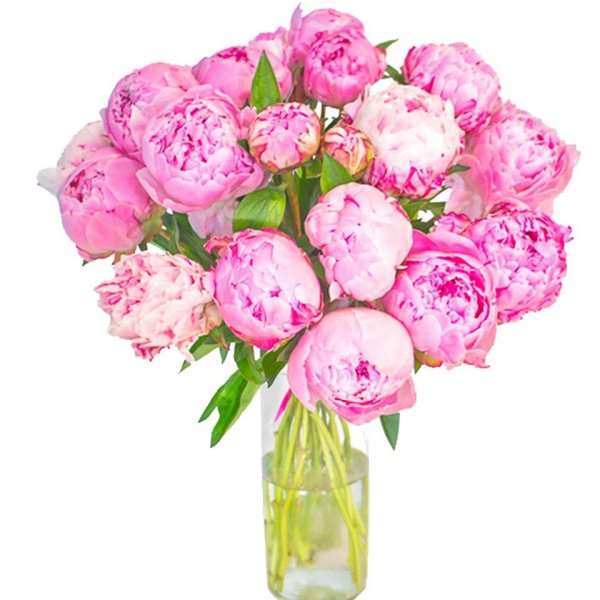 Розовые пионы