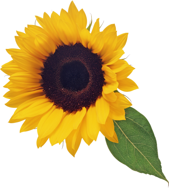 Цветок подсолнуха на прозрачном фоне