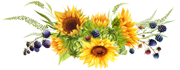 Клипарт Подсолнухи на прозрачном фоне