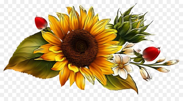 Подсолнух вектор