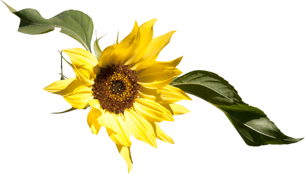 Подсолнечник на белом фоне