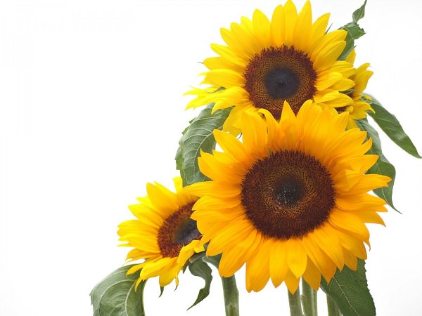 Цветок подсолнуха на прозрачном фоне