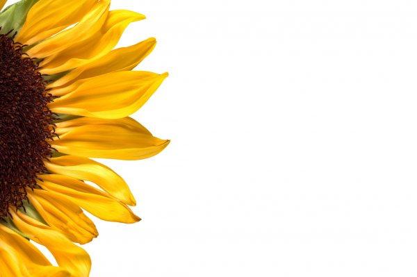 Подсолнечник вектор