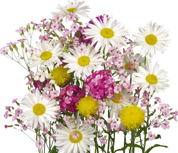 Букет полевых цветов на белом фоне