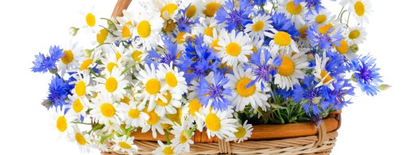 Полевой букет на белом фоне