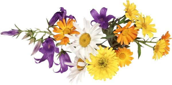 Полевые цветы на прозрачном фоне