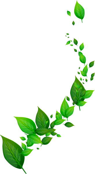 Зеленые листья на белом фоне