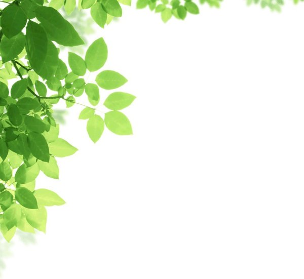 Зеленый лист