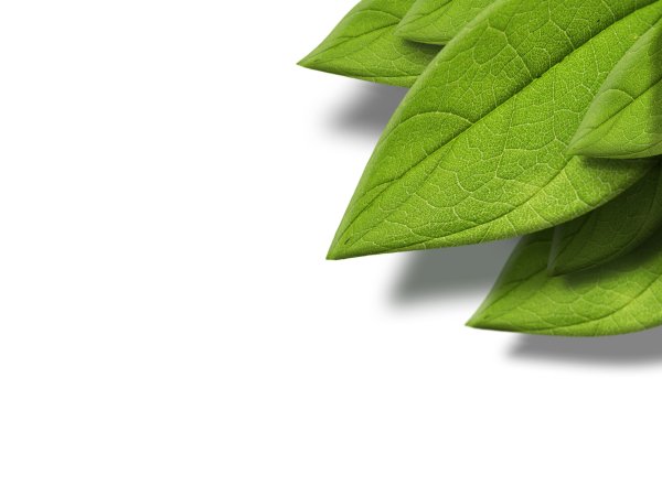 Зеленые листья на прозрачном фоне