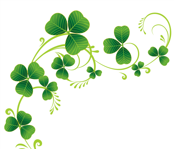 Лиана трилистник