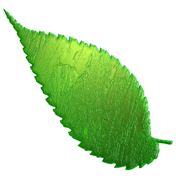 Листочки на прозрачном фоне