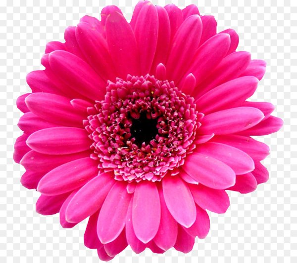 Гербера розовая
