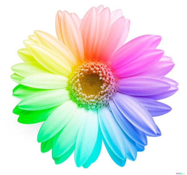 Цветная Ромашка на белом фоне