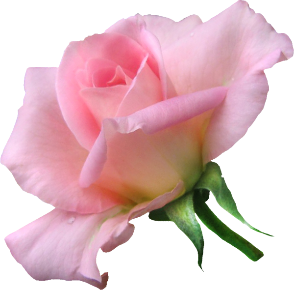 Прозрачные розовые цветы