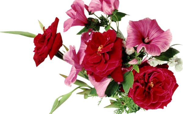 Картинки цветов красивые на белом фоне