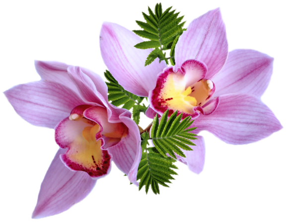 Цветы на прозрачном фоне