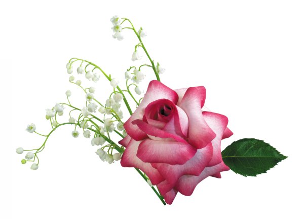 Цветы на прозрачной основе