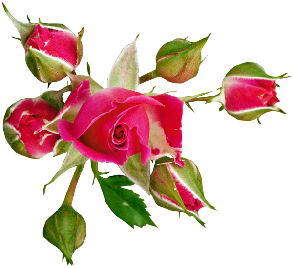 Розы на прозрачной основе