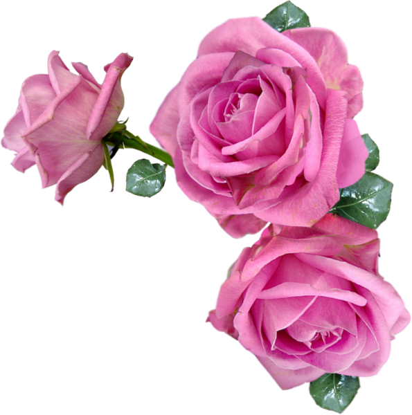 Цветы для фотошопа