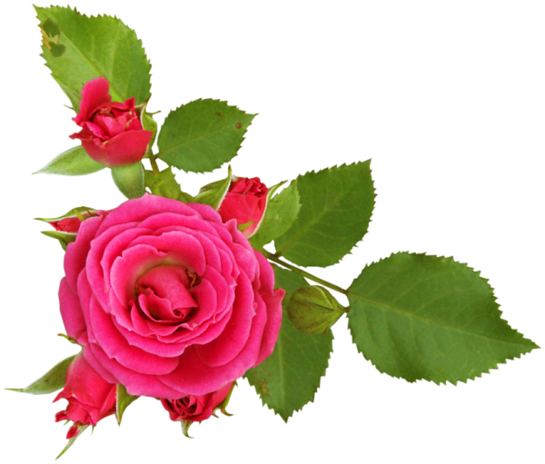 Клипарт розы на прозрачном фоне