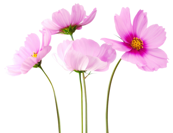 Веточка космеи