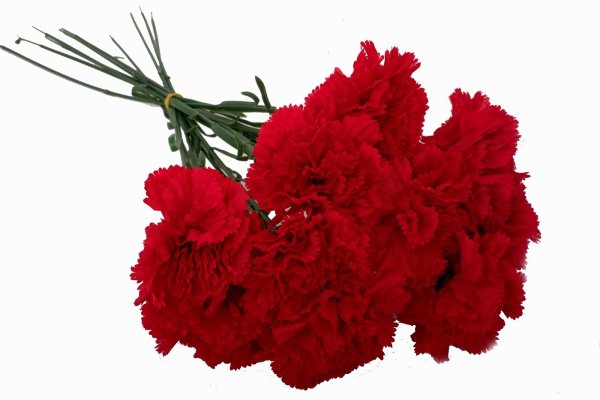 Гвоздика don Pedro