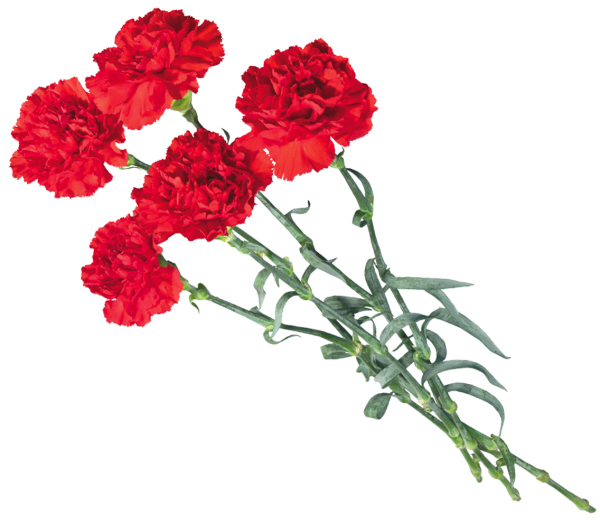 Гвоздика кустовая Селект Хамада