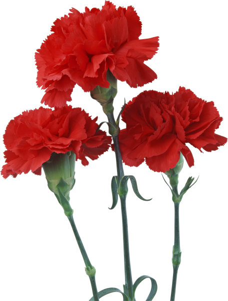 Гвоздика одноголовая красная