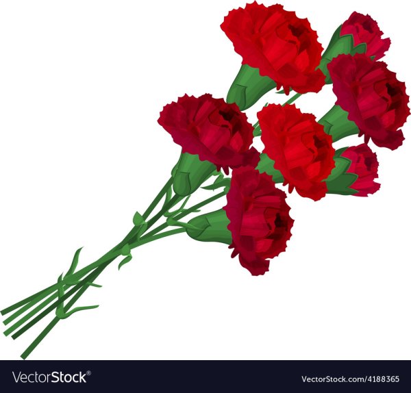 Клипарт гвоздики на прозрачном фоне