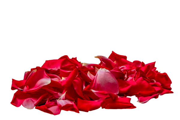 Лепестки роз