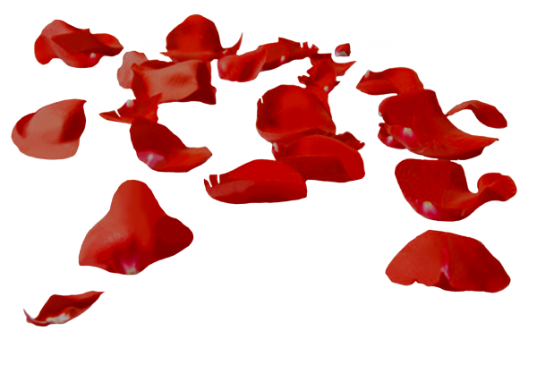 Лепестки на белом фоне