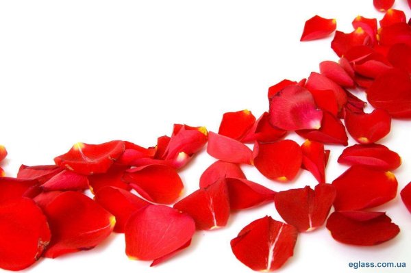 Лепестки роз на белом фоне