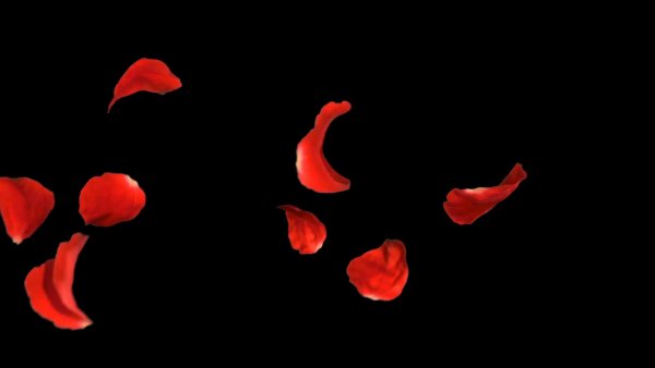 Лепестки роз на черном фоне