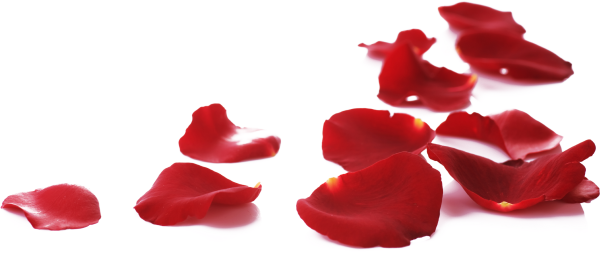 Лепестки роз на белом фоне