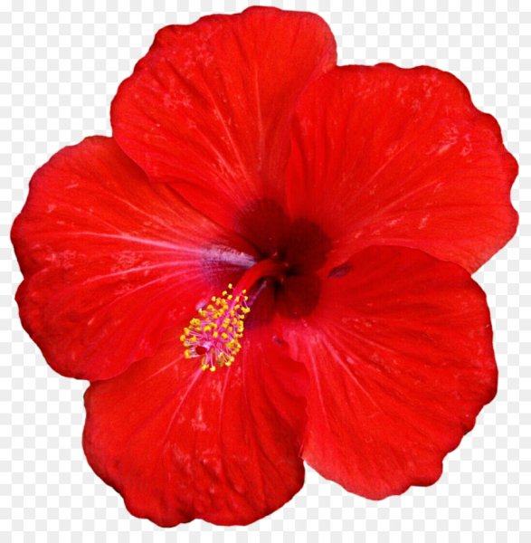 Каркаде гибискус цветок на белом