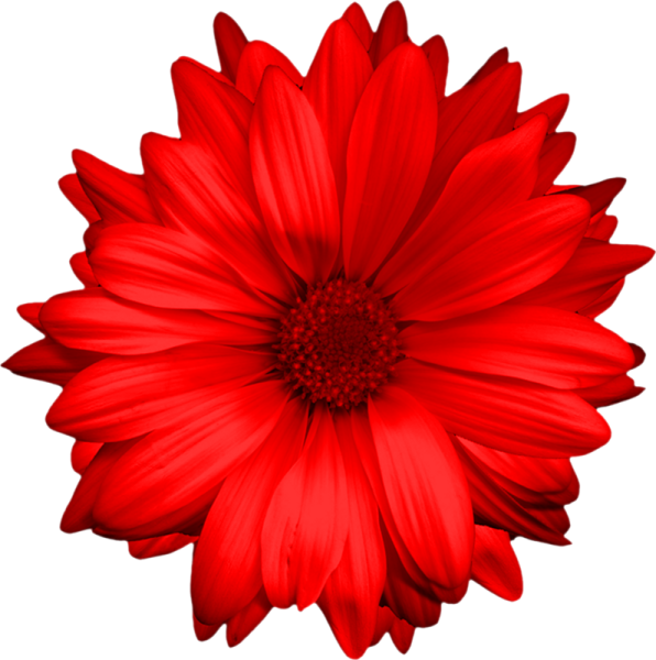Красные цветы на прозрачном фоне