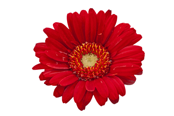 Красная Гербера на белом фоне