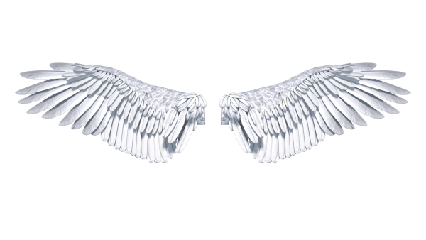 Крылья на белом фоне