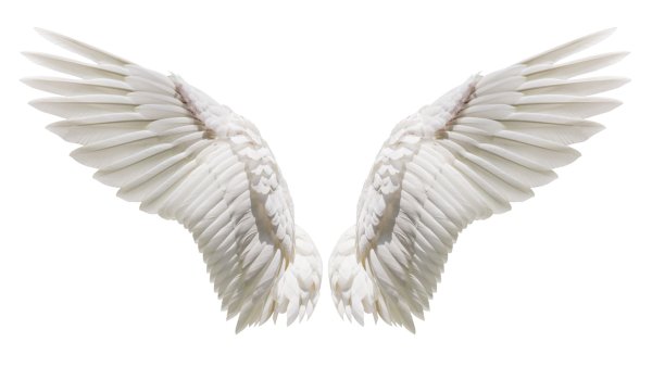 Крылья на белом фоне
