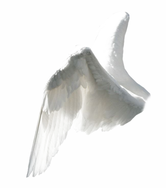 Крылья сбоку