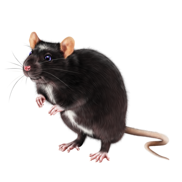 Мышь на белом фоне