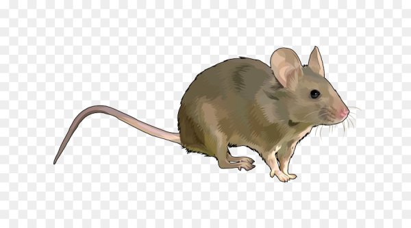 Грызуны на прозрачном фоне