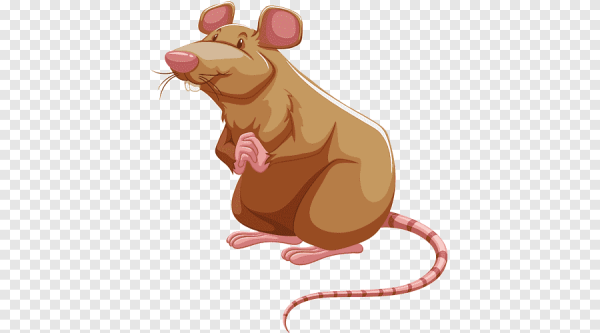 Крыса вектор