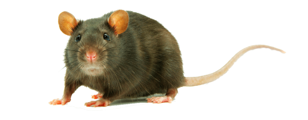 Крыса на прозрачном фоне