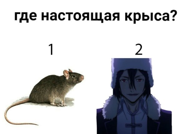 Крыса фёдор Достоевский