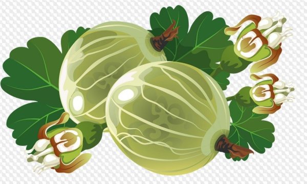 Крыжовник для детей