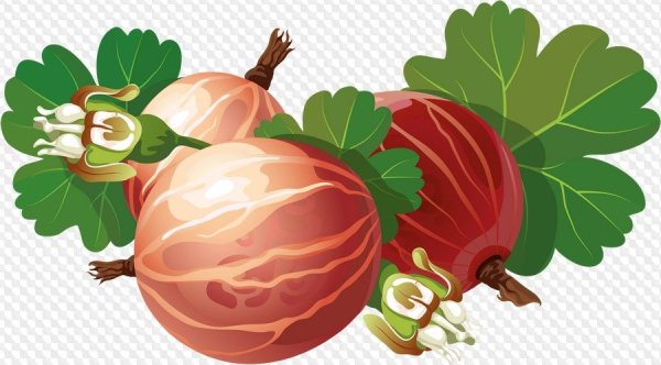 Крыжовник для детей цветные