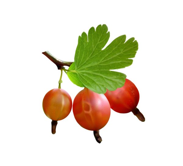 Ветка крыжовника