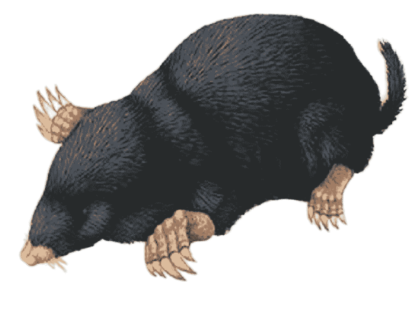 Смотреть как выглядит Крот