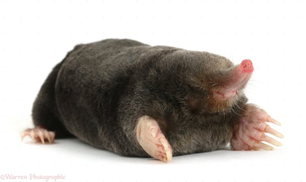 Крот без фона